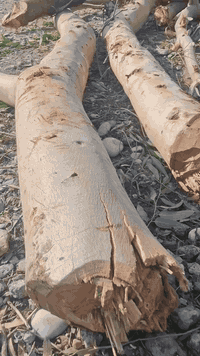 ئەم دارانە بۆفرۆشتن مشتەری نامە بنێرێ یان پەیوەندی بکا 07701420168