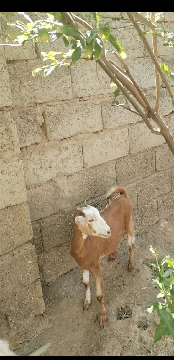 السلام عليكم بسم الله ما شاء الله
صخله للبيع ناصحه خير من الله اعشرة  السعر150
العنوان بغداد التاجي
***********  واتساب
***********  واتساب
