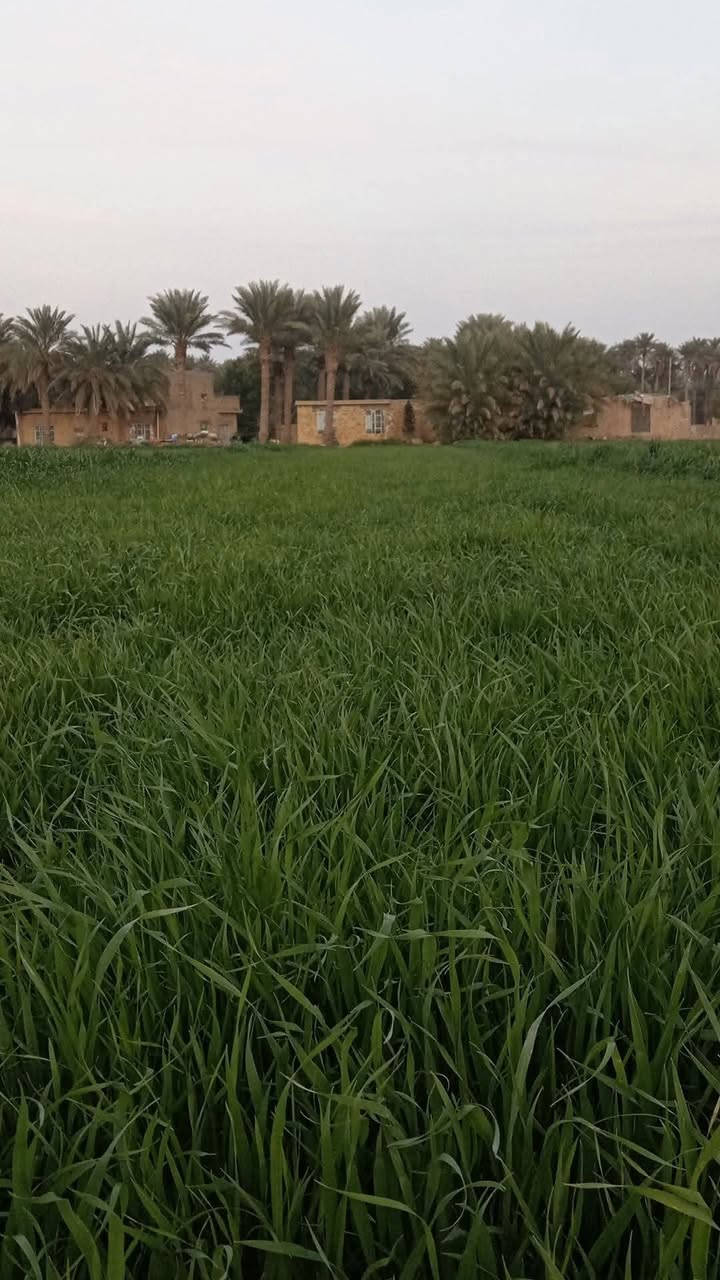 بذور وفيه الاصلية. بنت المغلف جيل. ثالث.
انتاجية عالية.اكثر من طن حسب الخدمة
 مشروطة. ومكفولة. 
العنوان. طريق كوت موفقية.
السعر.  اتصل على هذا الرقم  
او راسل ع الخاص.***********
الكمية. محدودة. نسبة. النضافة ٩٩ بالمية
