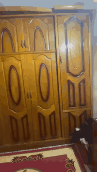 السلام عليكم اخوان كنتور سعره 250
والتخم سعره 150
*********** وهذا رقمي بي واتساب
