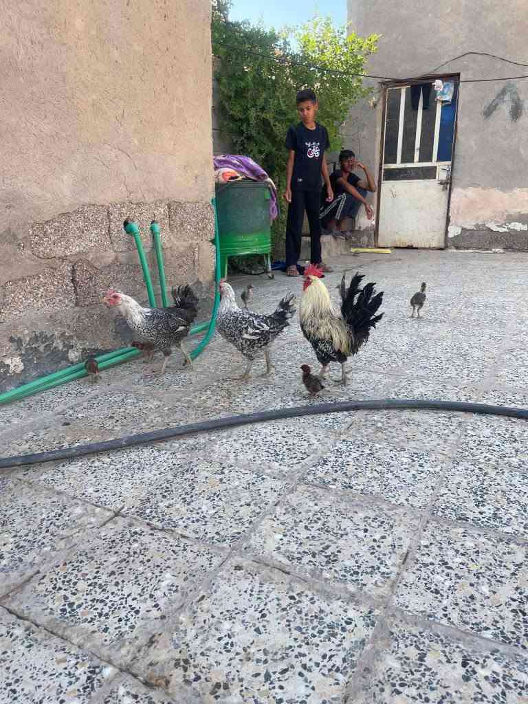 للبيع زوج فيومي مميز الوان حلوه
ديك + دجاجتين فيومي بصحة ممتازة وإنتاج معروف طيور نشيطة ومرباية فرصة للمقتني وللمربي 
السعر فرصة ومناسب مقارنة بالمستوى 
للاستفسار مراسلة الخاص
الموقع رفاعي


**إذا كنت صاحب هذا الإعلان وتريد حذفه لأي سبب، رجاءا أرسل رسالة إلى الدعم الفني**