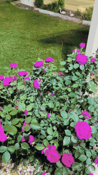 لعمل الحدايق العامه والمنزليه اشتغل  وزرع تنضيف حدايق ترتيب قص ثيل مع ...