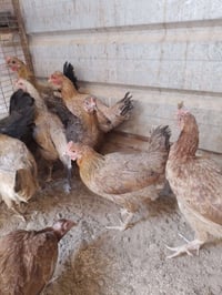 عرب بياض • ١٢ دجاجة • ناصحات