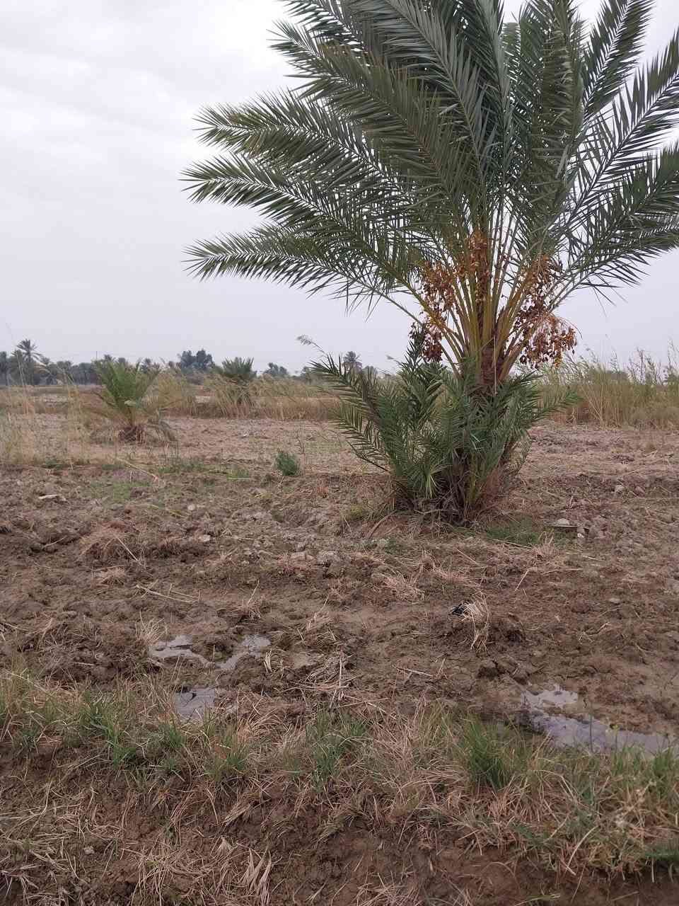 دونم ونص للبيع قرار 117 الموقع منطقة الجمالية قرب معمل غاز الطف تفاصيل أكثر الإتصال على الرقم ***********
