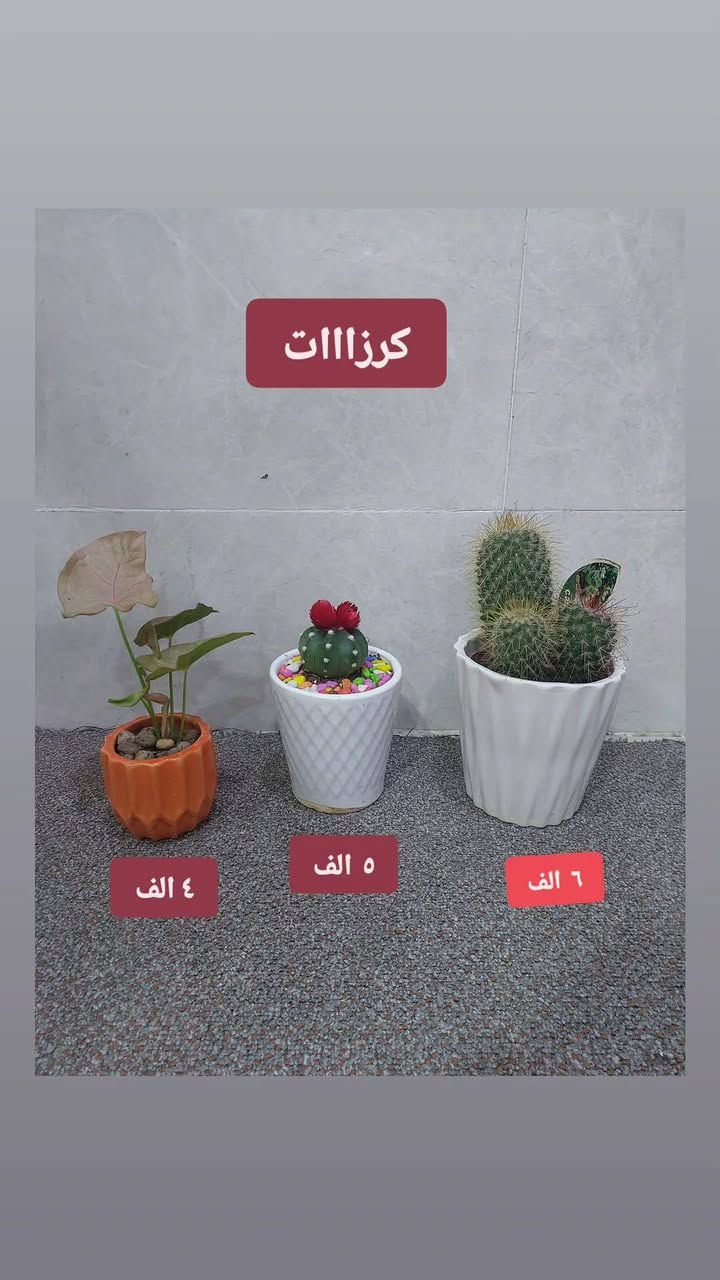 نباتات طبيعية للبيع هولنديه عروضنا مستمرة يوجد خدمه توصيل لجميع مناطق كركوك


**إذا كنت صاحب هذا الإعلان وتريد حذفه لأي سبب، رجاءا أرسل رسالة إلى الدعم الفني**