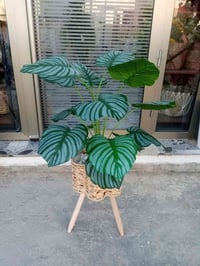 نبات المطاط • سندانة خوص • متجر سعفة