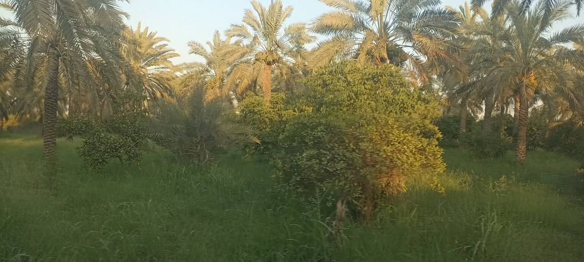 سلام عليكم يتوفر دونمين ونص العنوان المدائن الجعاره شارع سيد علي
تفاصيل الاتصال وبيك خير ودلل بدارة أبو فهد العيساوي 
***********
