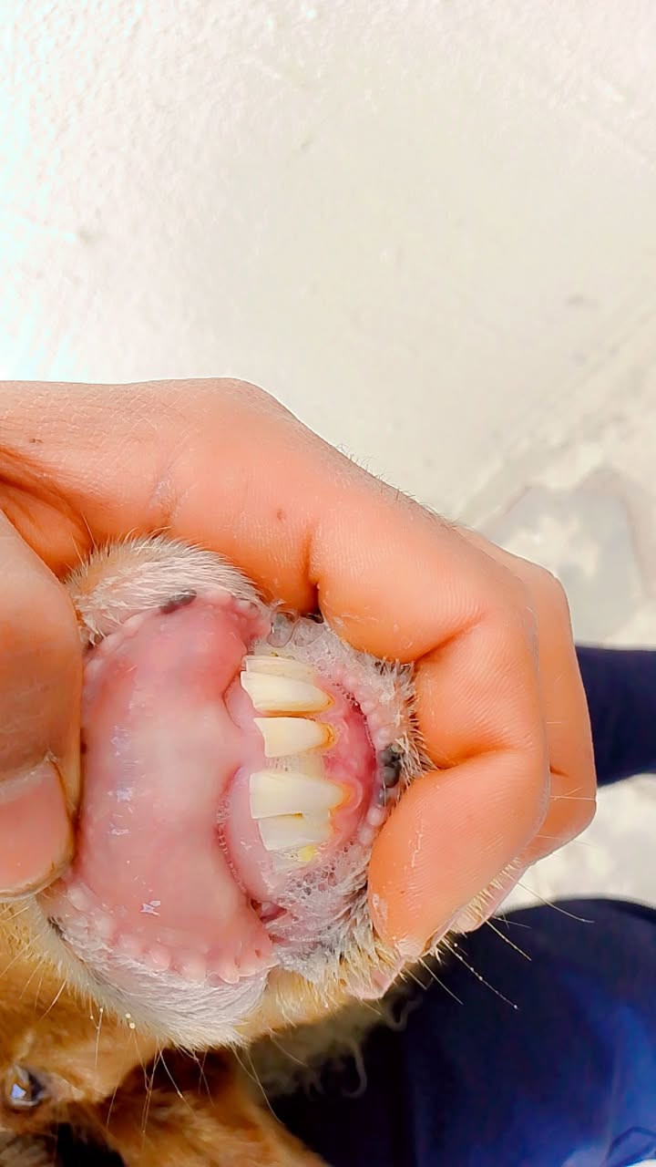 يا الله نعجه صاحيه شرط الصحه وسالمه من كل عيب مضرع عليه شهرين ونص وين راحو جنايه على  باب الله تنزيلات سعر 235وبيه مجال بصيط المكان البصرة الزبير الشراي يتصل بالخدمه بيه وتساب موجود ***********
