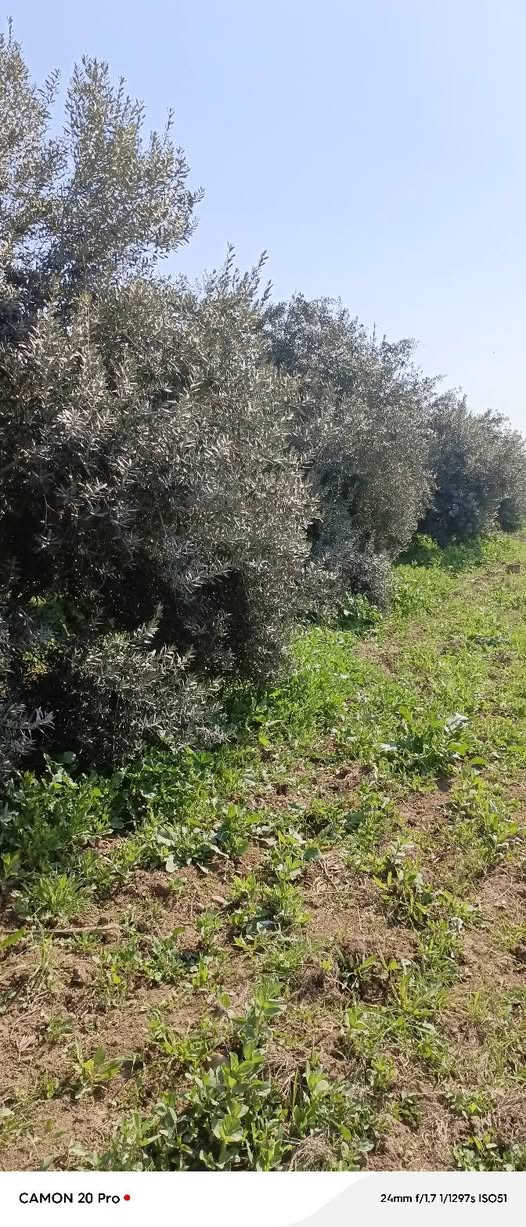 يوجد لدينا اشجار زيتون للبيع لعدم تفرغ عمر15سنة او اكثر اشجار وفير انتاج مزرعة كامله اقل طلب 10اشجار او اقل بسعر مناسب
ستفسر***********
عنوان موصل بعشيقة
