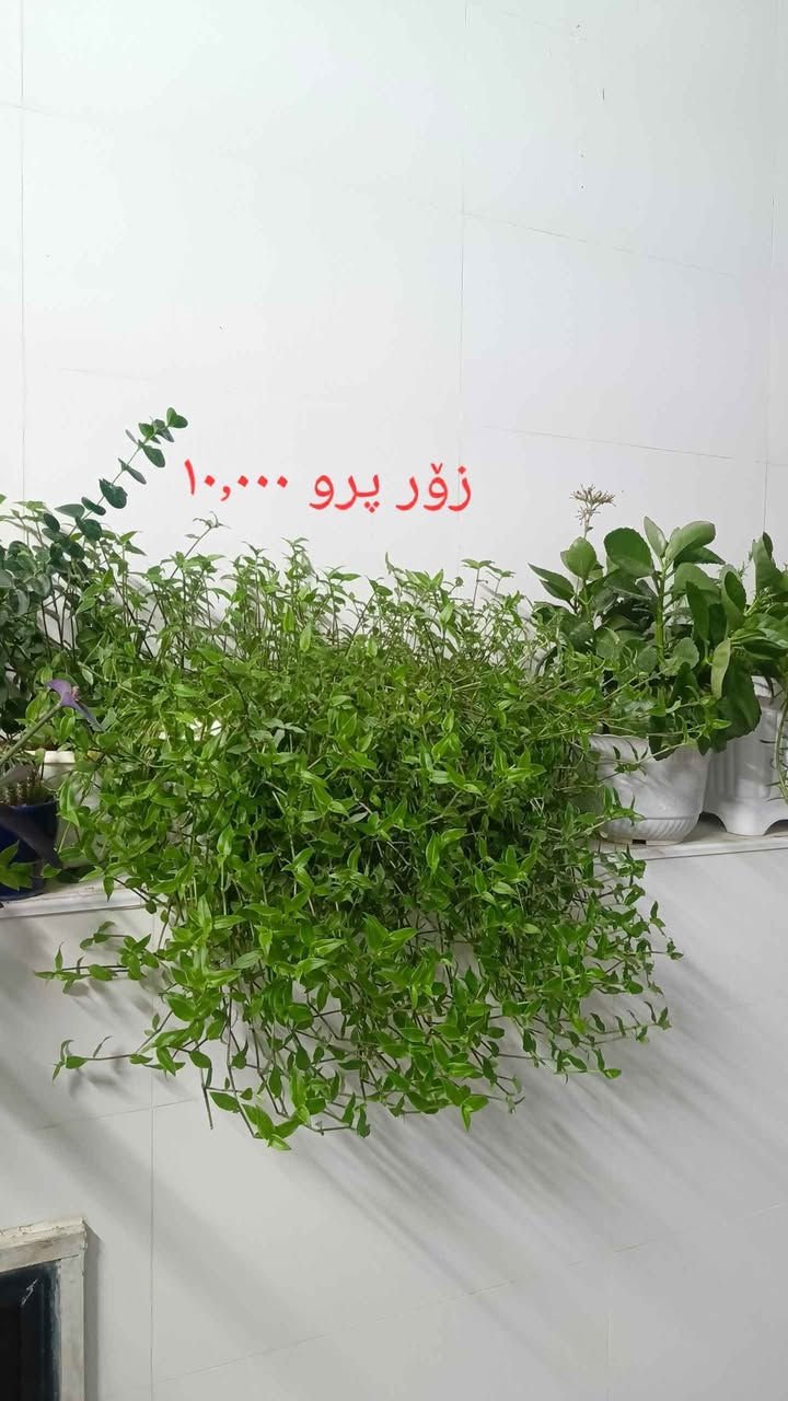 هەموویان مەرکانی نۆی و خۆڵی باش تەندروستن هەموویان نرخیان لەسەرە أربيل, العراق


**إذا كنت صاحب هذا الإعلان وتريد حذفه لأي سبب، رجاءا أرسل رسالة إلى الدعم الفني**