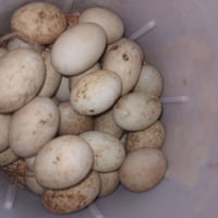 العنده فقاصه   عندي بيض بط 50بيضه   رقمي 07882371370 الخاص مفتوح