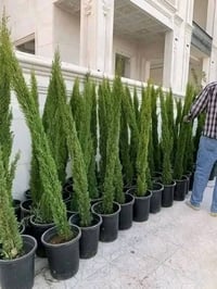 سرو توتم ايطالي • سرو عامودي • توصيل عمان