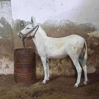 مركبات • سيارات • نقل • عجلات • مستعملة • للبيع • عربات