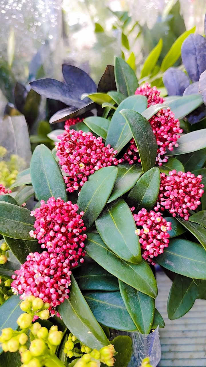 وصول وجبة جديدة من نباتات الضل واشجار اكاسيا مصرية ونبك مطعم ياس كلشي موجود


**إذا كنت صاحب هذا الإعلان وتريد حذفه لأي سبب، رجاءا أرسل رسالة إلى الدعم الفني**