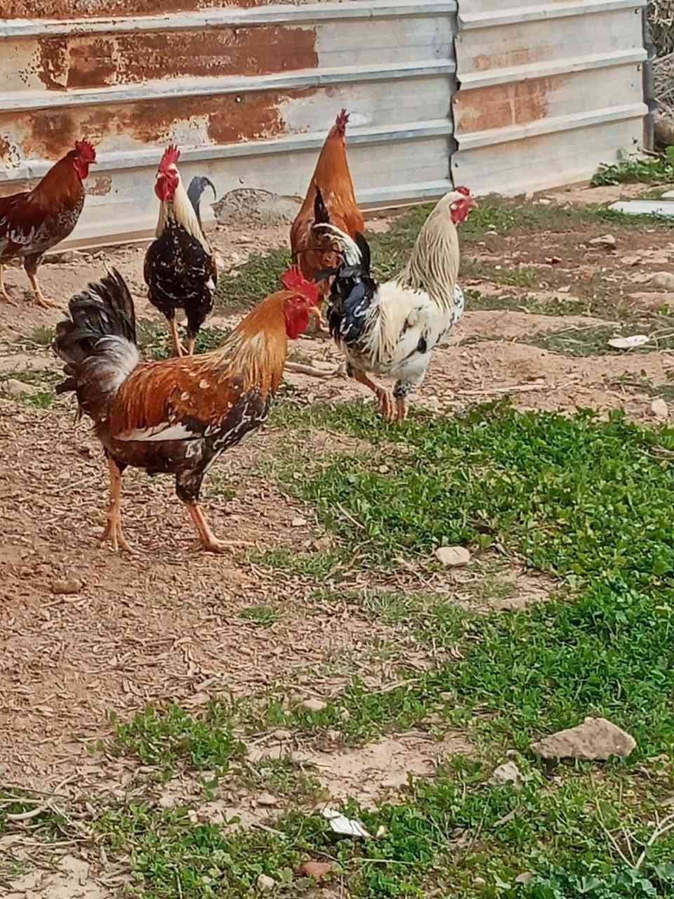 ديوكه عرب للبيع السعر واحد15 مكلف بل نشر صاحبهن رقمه 
***********
