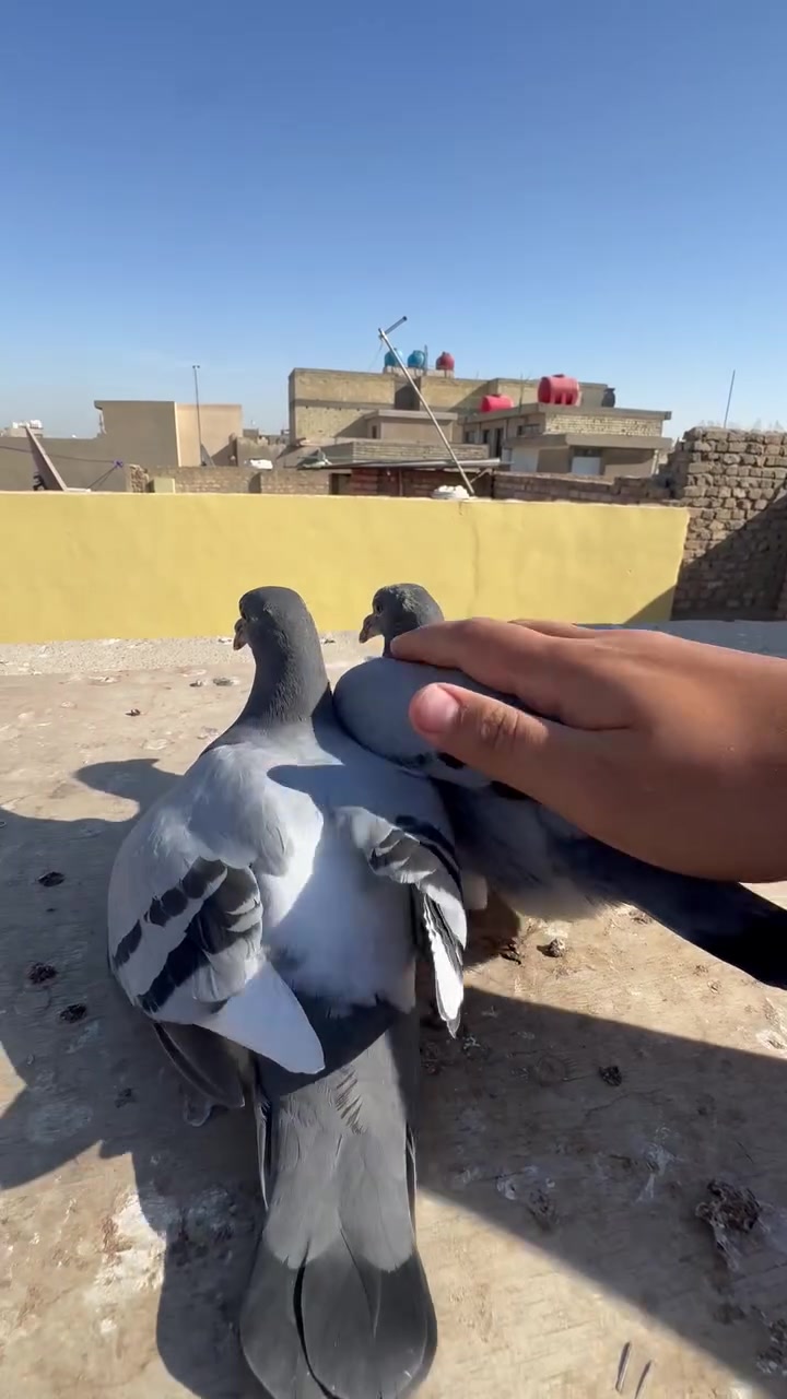 السلام عليكم
اخوان متاح زوج افراخ 
ب30 
مكان بغداد الشعب 
***********
