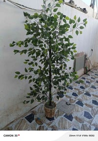 شجره جديده طول ١٥٠ سم سعر ٢٥ شراي يتصل ٠٧٧٧٥٥٤٤٢٢٥