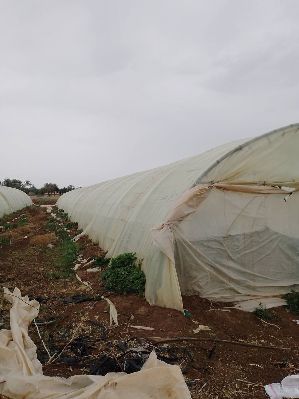 السلام عليكم..عادة نشر بسبب كذب بل وعود و جماعه الي يكسوم حلال ناس 

بيوت زجاجه لبيع عدد ثنين 
واحد لبناني ٢٢قوس 
ثاني اردني ٢٣قوس 

من يرغب بل شراء يتواصل خاص 

لي مايشتري لا يدوخني


**إذا كنت صاحب هذا الإعلان وتريد حذفه لأي سبب، رجاءا أرسل رسالة إلى الدعم الفني**