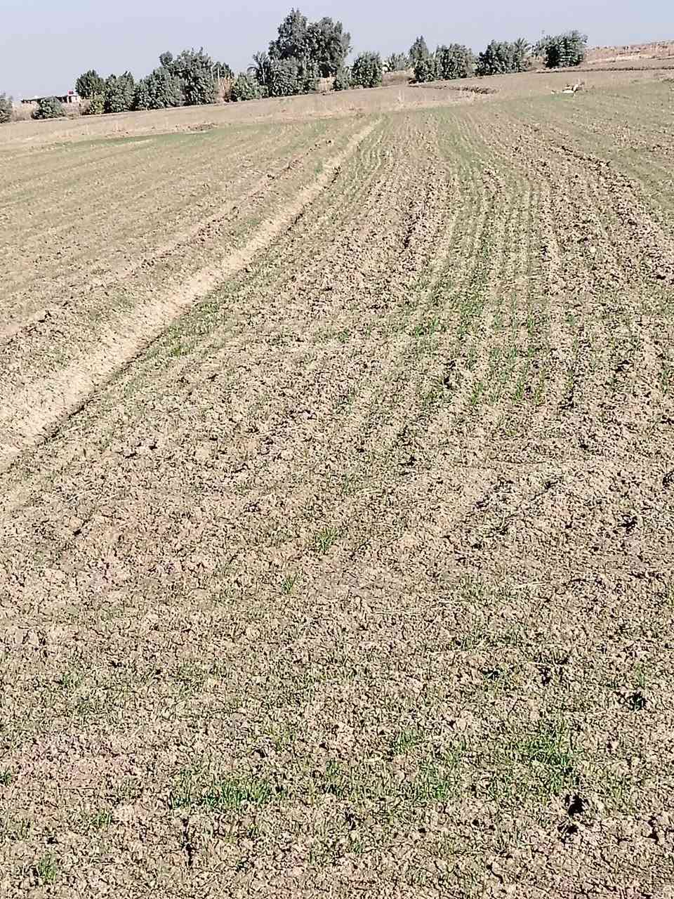 أرض زراعيه ٥٠ دونم للبيع عقد زراعي
خلف مطار الصويره مزروعه حنطه للاستفسار الاتصال على الرقم *********** مكلف بل نشر
