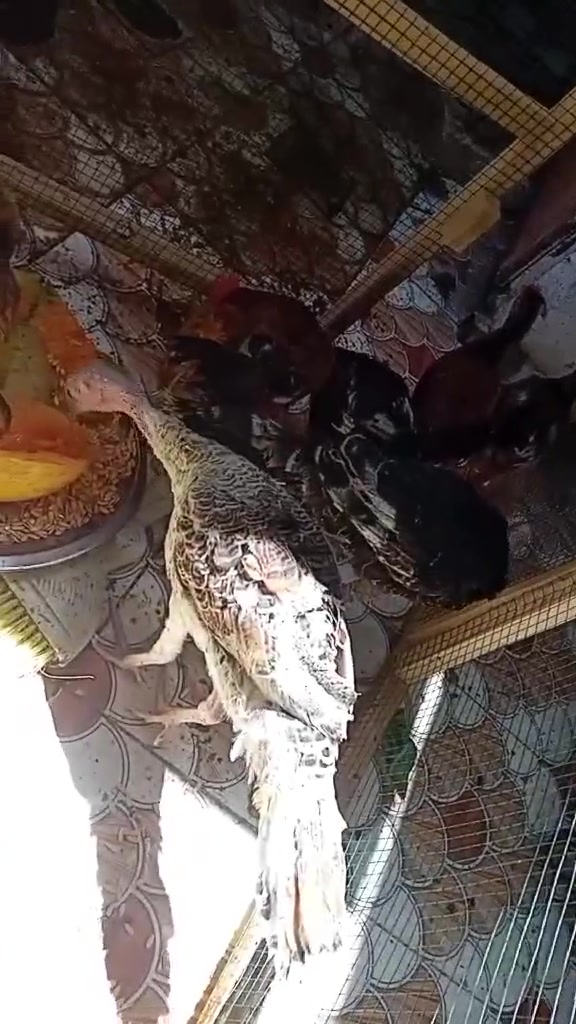للبيع فسيفيات عدد 2
بشوش ووزه مصريه 
فراريج دجاج عرب  عدد 30
بسعر مناسب


**إذا كنت صاحب هذا الإعلان وتريد حذفه لأي سبب، رجاءا أرسل رسالة إلى الدعم الفني**