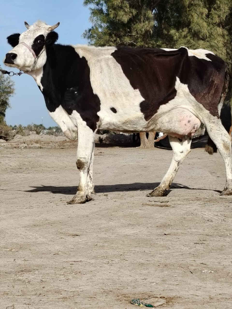 وين جنايه دابه سمتال ام2بطن وراها بجر وتحلب وكتين 15كيلو وامينه كلش مال بيت وانطي 10 ايام شروط جني ومناسبه كلش #لسعر2450 مكان بابل شوملي ***********/////*********** لاثير بي واتسااب
