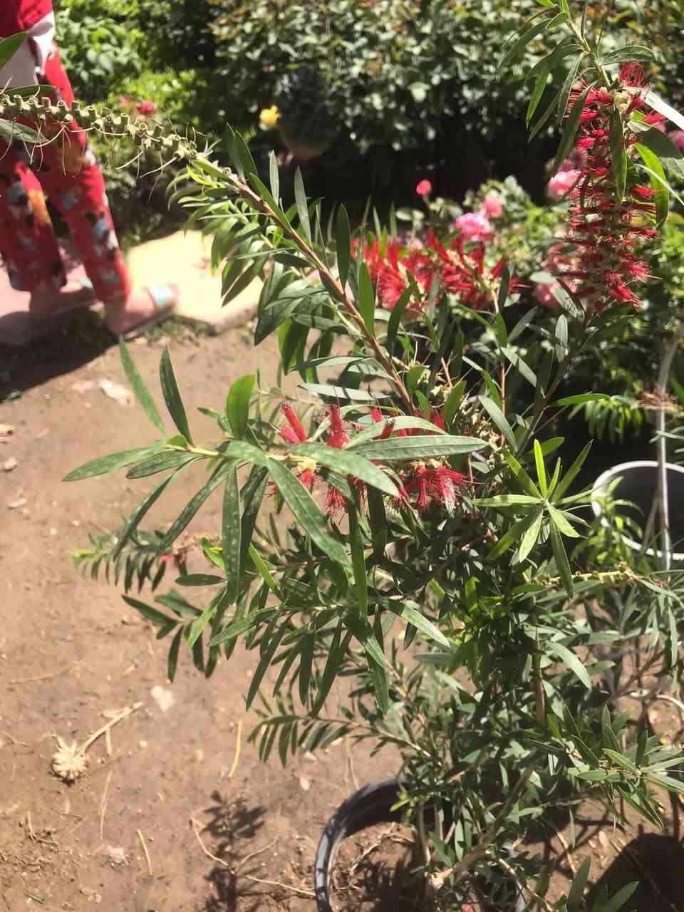 السلام عليكم وصول وجبة جديدة من الورود الخارجية. والظليات الهولندية الى مشتل زهور الحاج يونس الامين الثانية شارع النواب الضباط تقاطع الزهور مجاور عادل الخطاط


**إذا كنت صاحب هذا الإعلان وتريد حذفه لأي سبب، رجاءا أرسل رسالة إلى الدعم الفني**