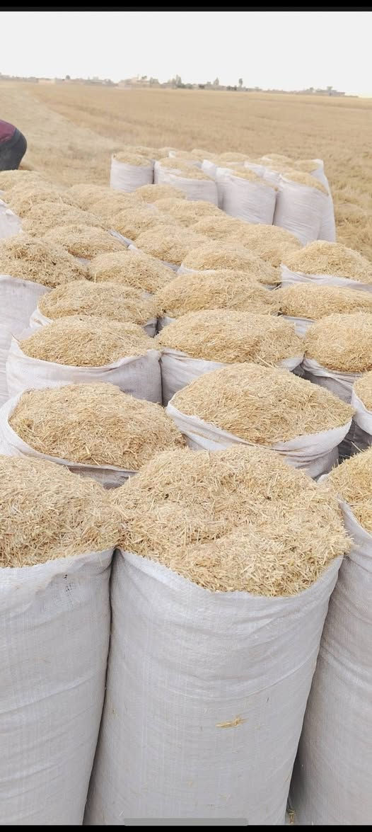 يوجد تبن للبيع تبن السنة مال حنطة  ابيض وناعم مال دراسه مليان حنطه  سقي مرشه درجى اولى حجم الكيس55 سعر الجوز3500واصل  لبيتك مجاني  الرقم ///‭0787 110 5421‬ مراسله الصفحه
