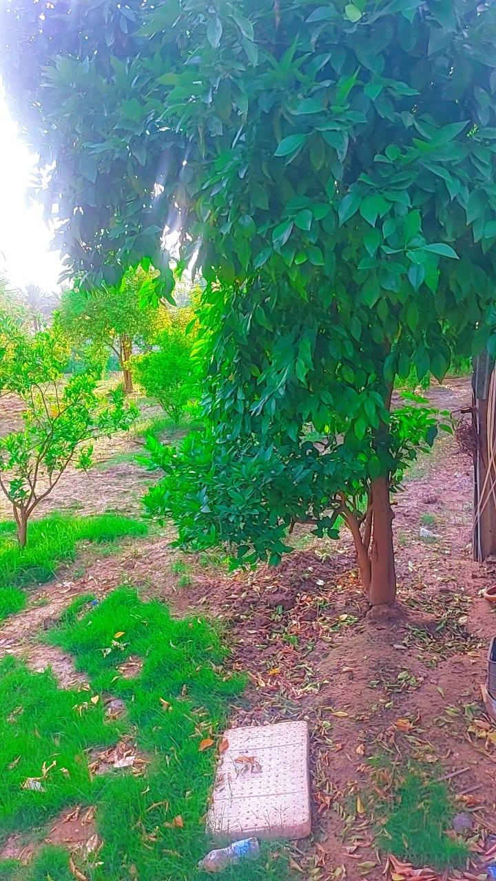 سلام عليكم يوجد نصف دونم للبيع طابو زراعي سند25 العنوان بغداد الراشديه قرب البحيرة الاتصال على الرقم *********** الواجه 25 ونزال 50
