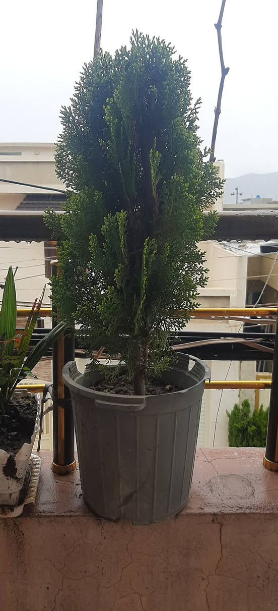 ئەم گوڵانە بۆفرۆشتن ڕانیە


**إذا كنت صاحب هذا الإعلان وتريد حذفه لأي سبب، رجاءا أرسل رسالة إلى الدعم الفني**