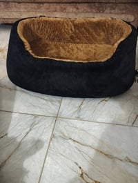 دوشك • قطط