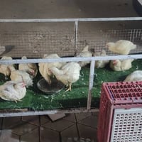 أفخاذ عرض خاص • دجاج طازج • توصيل مجاني الكوت