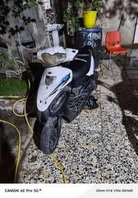 عصفور • كانكو منغولي • المجر الكبير