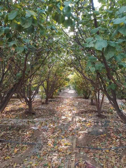 مزرعة للبيع مساحة ٢ دونم طابو السند ٢٥ تحويل شرط في كركوك ليلان مقابل جامع محمدي وعلى شارع رئيسي بيت بيت كامل موثث غرفتين نوم واستقبال وصحيات ومسبح كبير وحديقة مرتبه ومكان لتربيه طيور وبيها نافورات والأشجار مثمره متنوعه من تين وزيتون ومشمش وحمضيات وتفاح وعنب وغيرها من الاشجار ومزرعة قريبه من خدمات مدارس وغيرها سعره ١١٥ مليون للمزيد من المعلومات اتصال على رقم مبايل ***********
