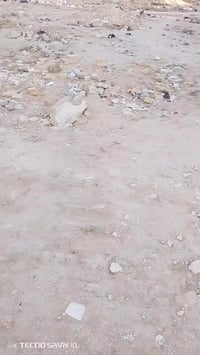 بايسكل • كفالة • سيددخيل