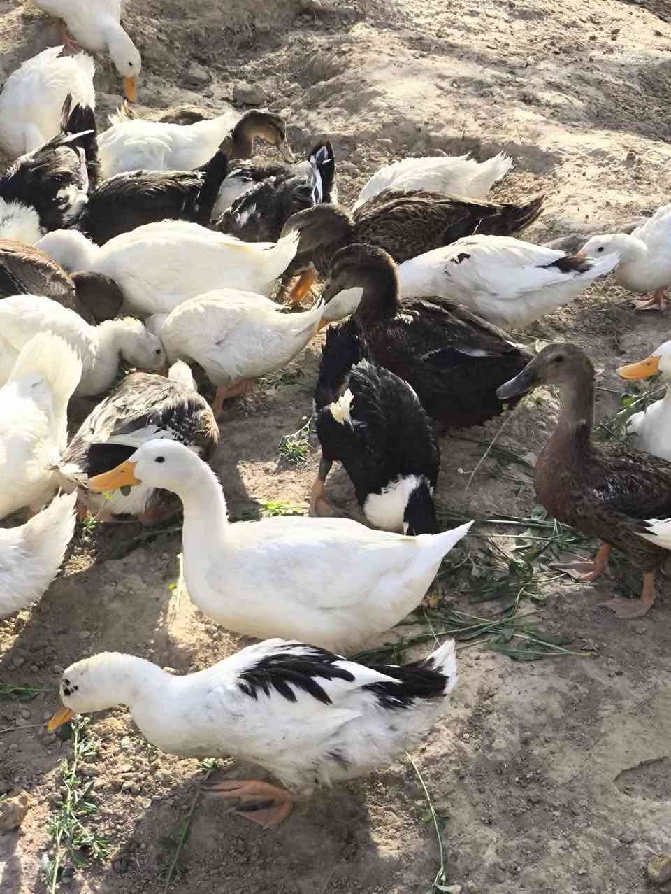 سلام عليكم بشوش للبيع عدد 15زوج على وجه ابياض الزوج قفل 12الف مكاني الطار 
ملاحظه وياهن حجم اصغر مو للبيع 
اتصل وات ساب موجود ***********
توصيل ماعندي
