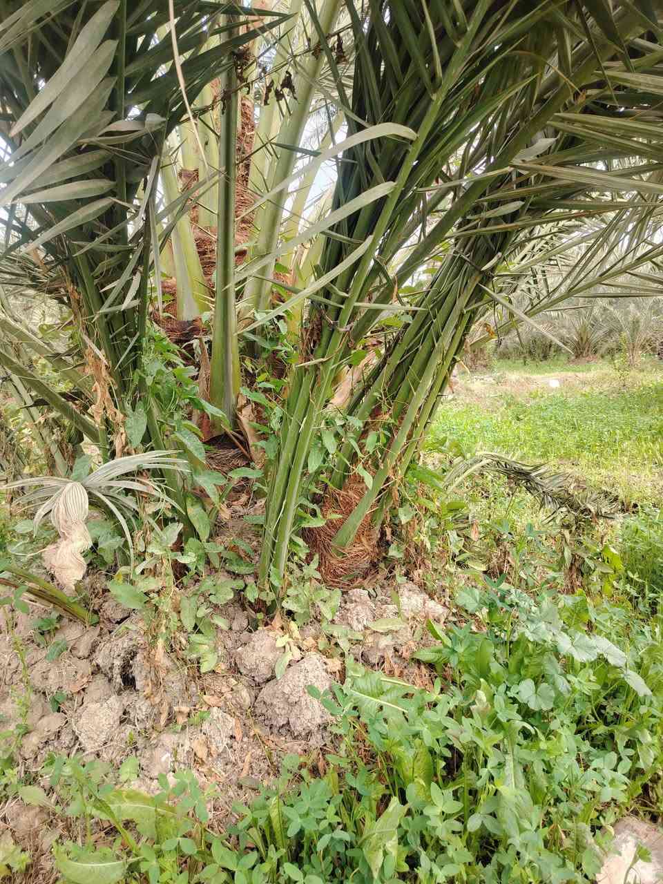 يا الله. 
السلام عليكم. موجود فسائل برحي أحجام خشنة للبيع الراغب بالشراء ***********
