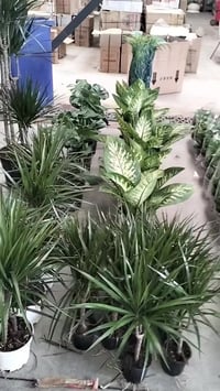 قريباً • ديكور منزل • حديقة