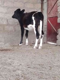 افريزي اصلي • درجة أولى • الشرقاط الخضرانيه