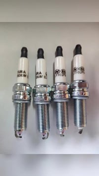 بلكات أصلية • كورية يابانية أمريكية • المشتل