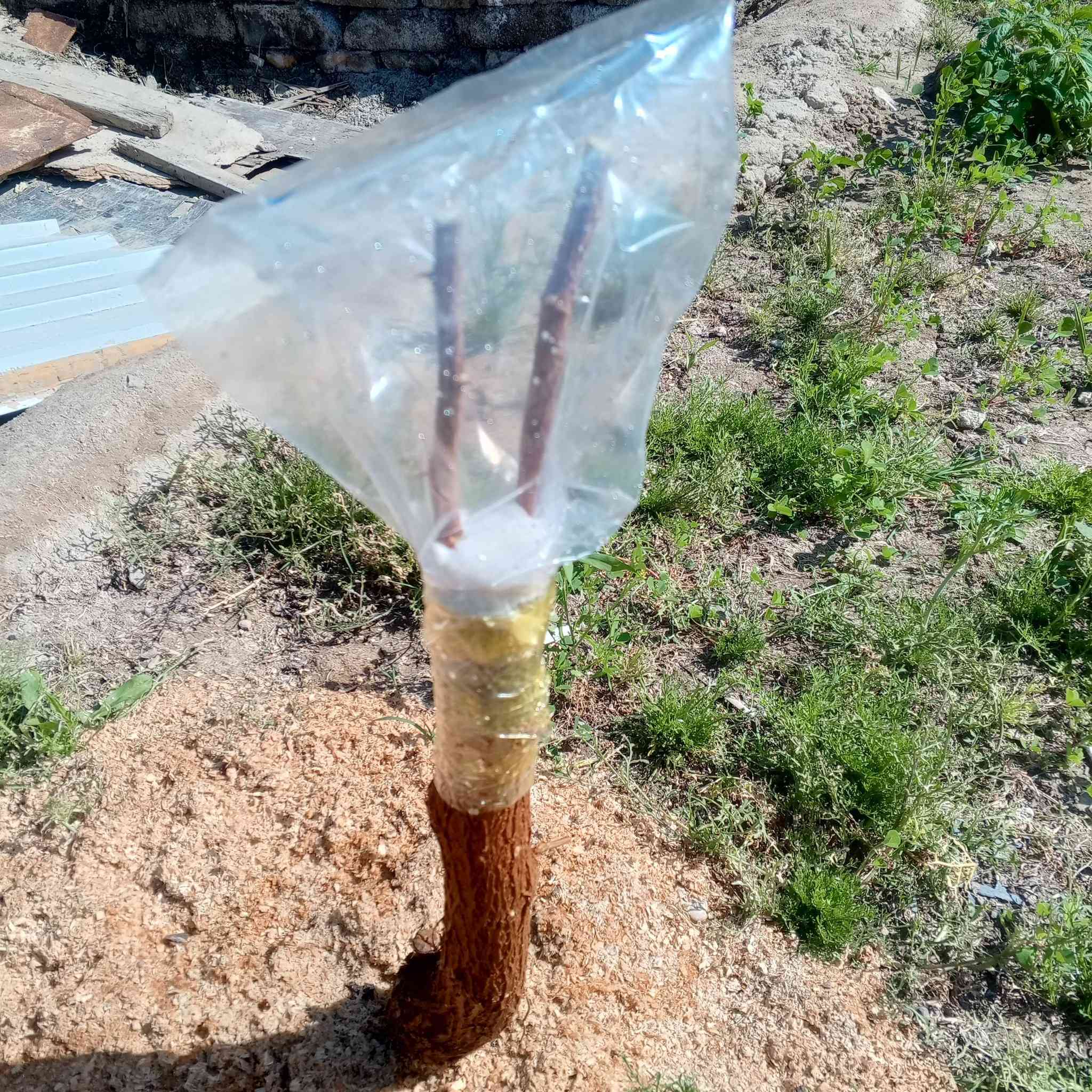 تطعيم السدر في ذي قار مستعدون لقطع وتقليم الشجار في سوق الشيوخ ***********
