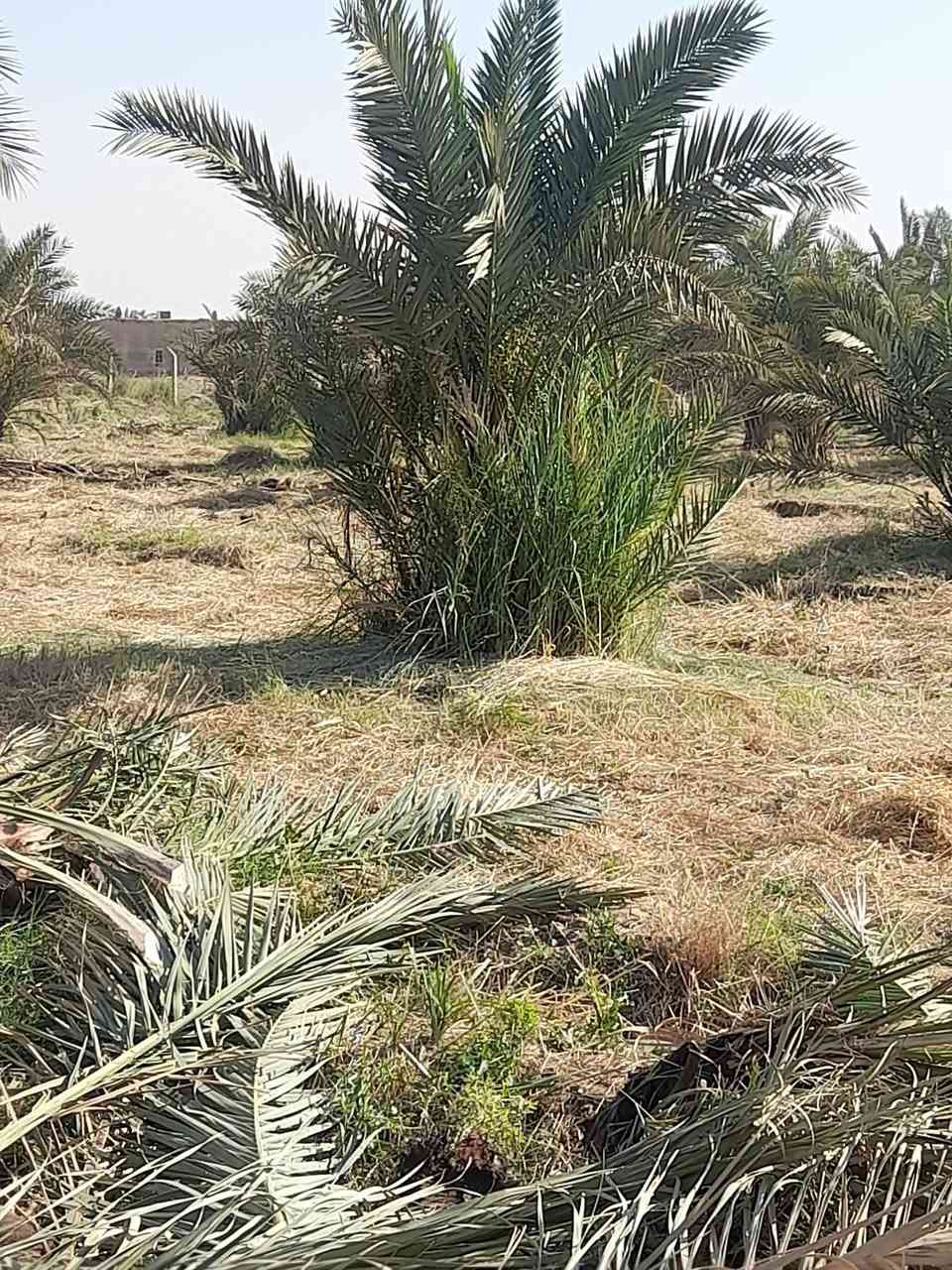 السلام عليكم يوجد لادينه فسال نخيل خضراوي مندلي وزاهدي بس فلوس الشلع   ٥  الف  هاذا رقمي ***********

