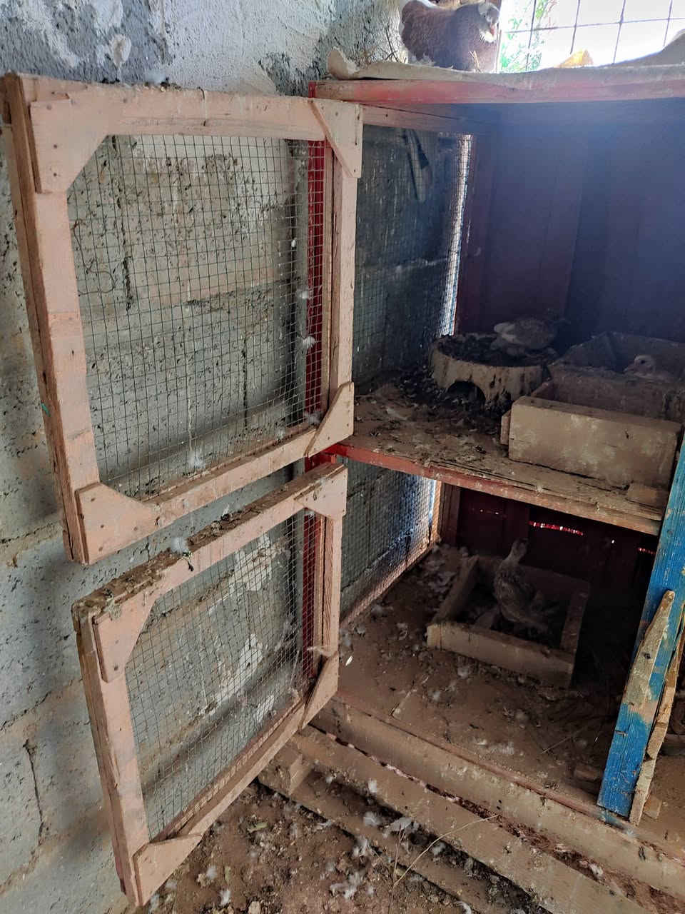 ئەم قەفەسە بۆ فرۆشتن 4 خانەی گەورە و پاک و خاوێنە زۆر جوان و تازەیە سعریشی گونجاوە 
بۆ بەخێو کردنی و جوجکە و مریشکی کڕ کەوتوو دەرەجە یەکە بۆ کۆتریش عەیبی نیە لە کەلارم 
ئەدمین❤️.


**إذا كنت صاحب هذا الإعلان وتريد حذفه لأي سبب، رجاءا أرسل رسالة إلى الدعم الفني**