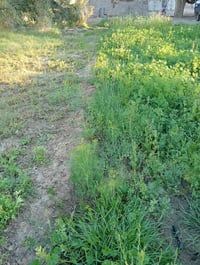 الكوت اليوسفيه • بيت ونص • على الشط