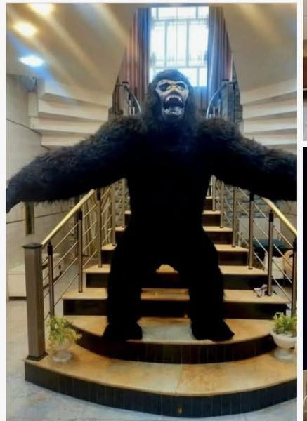 زي غورلا تنكري مميز للبيع (استعمال شخصي) 🦍🔥
 الغرض نظيف ومستعمل خفيف، تفاصيله واقعية وحلوة باللبس.
 السعر: 275 ألف دينار (قفل).
 التوصيل: متوفر وموجود لجميع المناطق.
ملاحظة: الزي كامل ومابيه أي عيوب، الي شراي  يراسلني خاص***********

