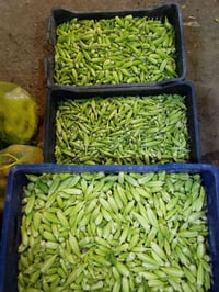 بامية • كميات • ١٢٥٠
