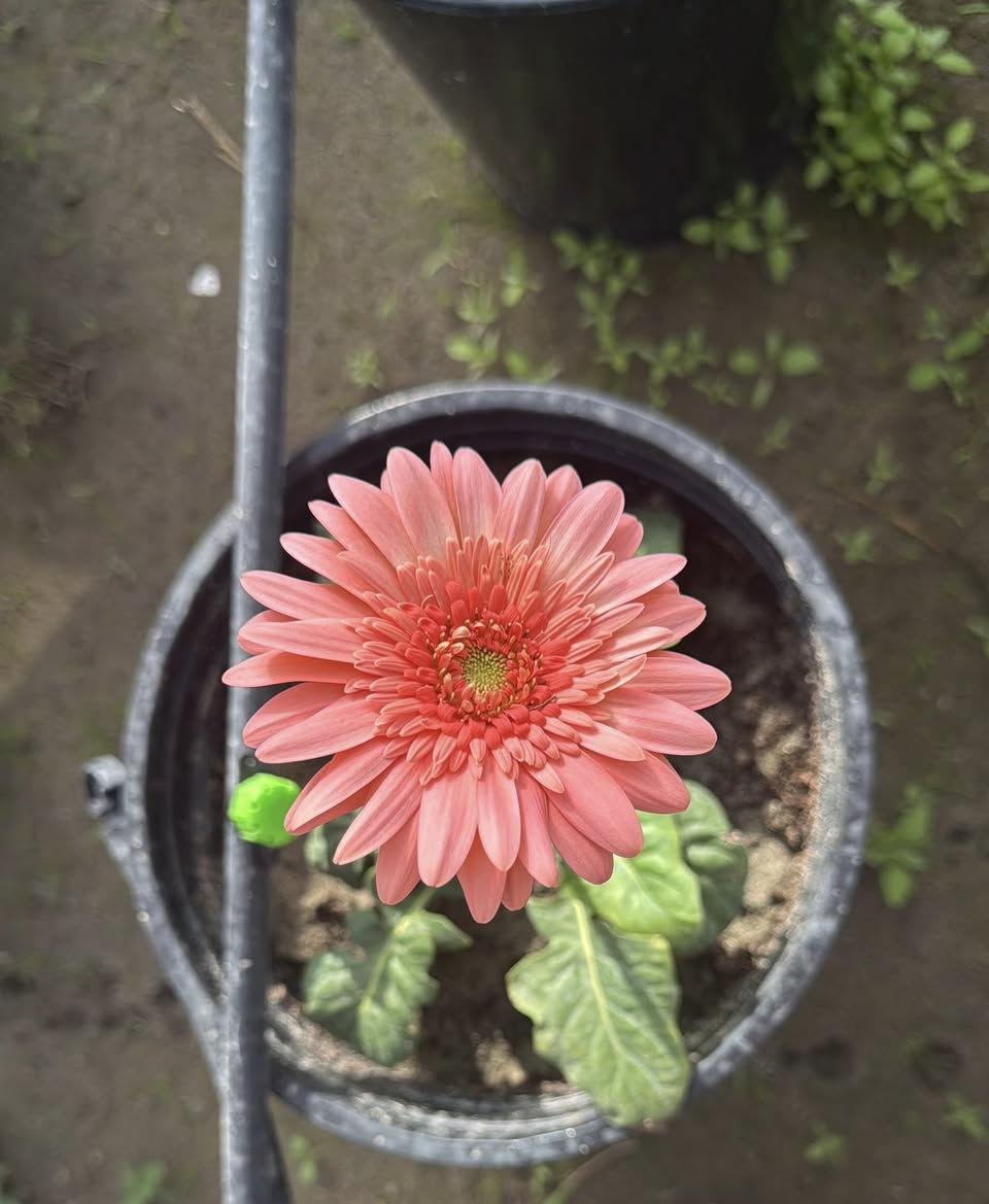 � نباتات جربيرا مزهرة للبيع 🌸
ألوان متعددة (أحمر – وردي – أصفر)
🌱 نباتات قوية وصحية
🌱 مزروعة بعناية داخل بيت زجاجي
🌱 جاهزة للنقل والتسليم

مناسبة للمشاتل والحدائق
العدد محدود

📍للأستفسار ‭0771 509 2935‬
