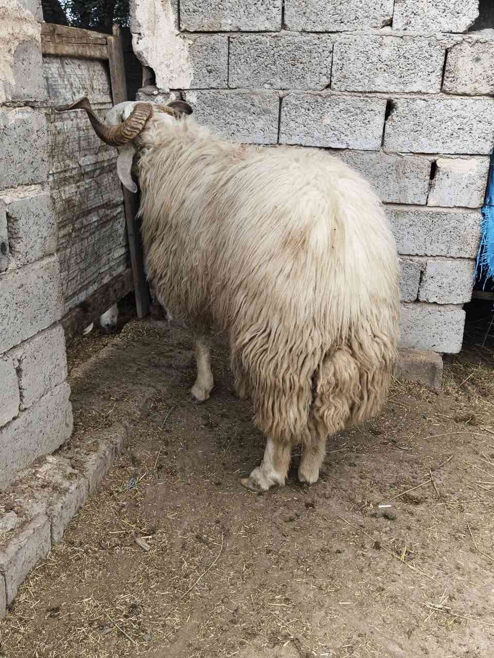 فحل خط أول على كل عيب شرط الكفاز يشمل وحيدة المكان بغداد التاجي  0750984272     ***********
