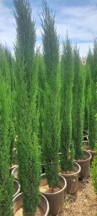 تشجير • تنسيق حدائق • مكافحة حشرات