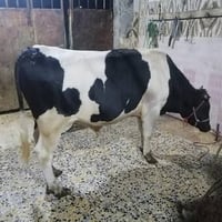 ذبح مجاني • عجول وأغنام • المسيب