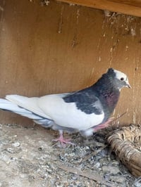 فحل • تكريت • طير